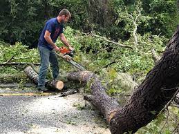 Best Hazardous Tree Removal  in Oologah, OK