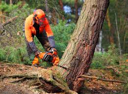  Oologah, OK Tree Removal Pros