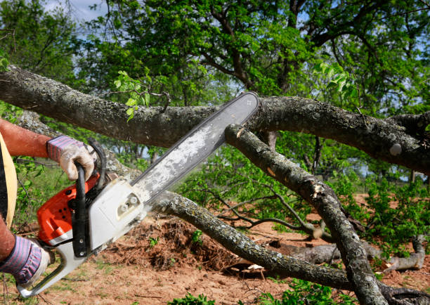 How Our Tree Care Process Works  in  Oologah, OK